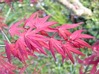 Acer palmatum cv Atrolineare (fam Aceracees) (Photo F. Mrugala) (5)